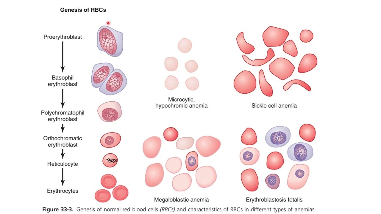 Вид эритроцитов при разных типах анемий. Red Blood Cells (RBCS. Дифферон клеток крови. Клетки голубой крови.