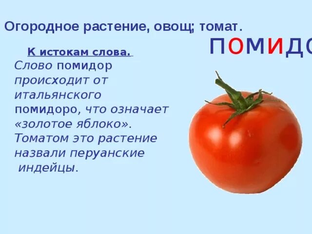 Как правильно написать помидоры. Слово помидор. Томат словарное слово. Происхождение слова помидор. Помидор текст.