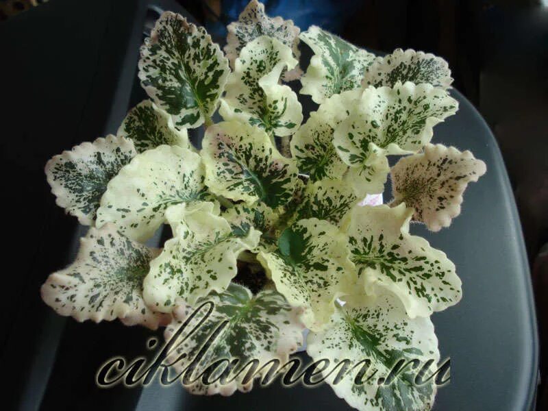 белая махровая пестролистная фиалка. фиалка берилловый иней. Lineberg). фиалка с белыми листьями. Lineberg/i.