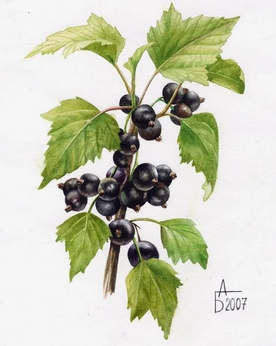 Куст смородины рисунок. Смородина ботанический рисунок. Черная смородина кустарник. Куст смородины рисунок. Куст смородины рисунок.