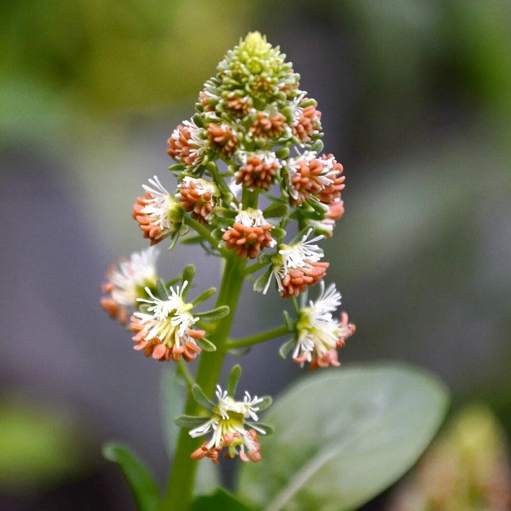 Резеда душистая. Reseda odorata. Цветок Резеда душистая. Резеда душистая красная. Резеда душистая семена