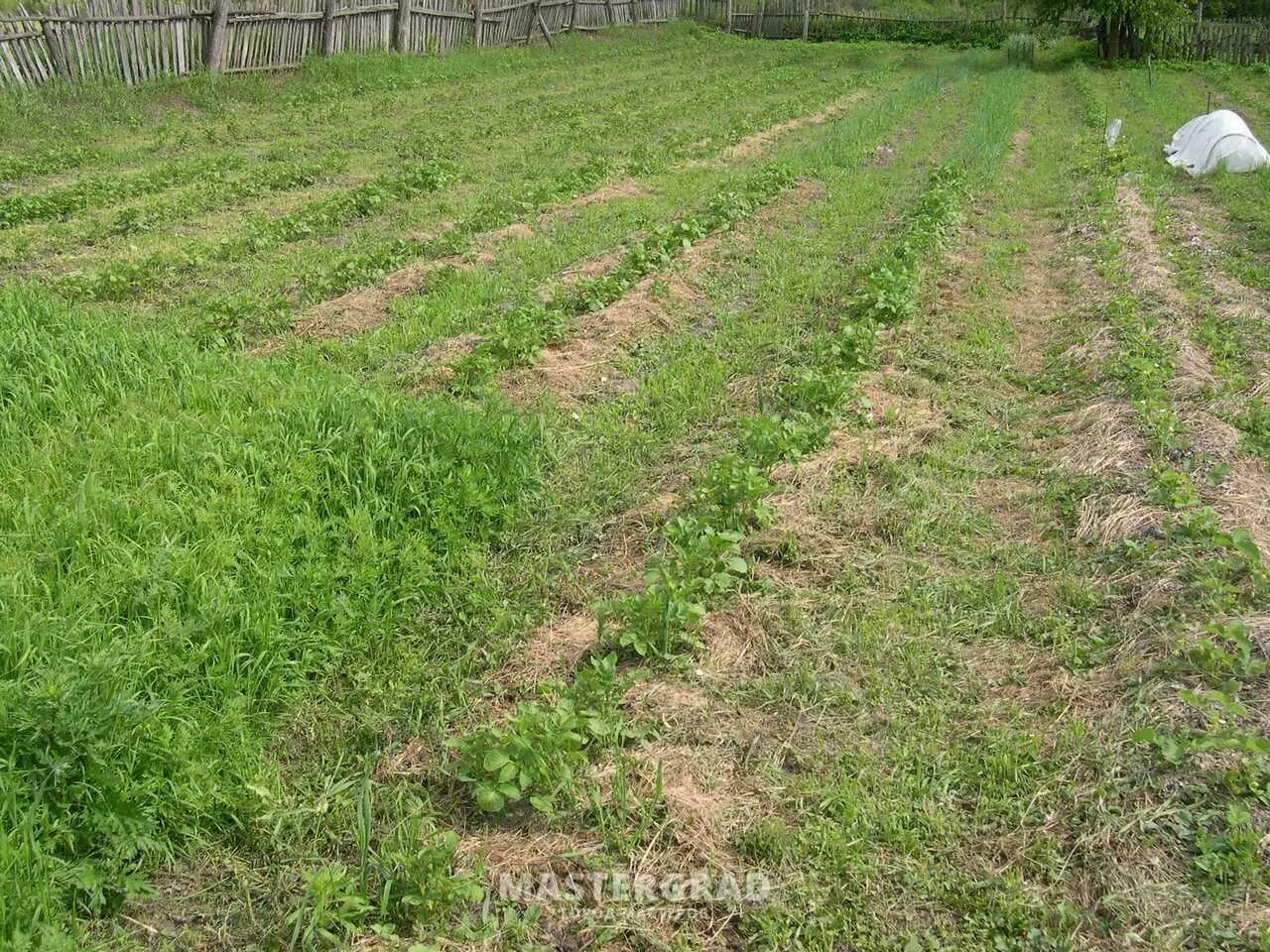 Огород в деревне. Посев горчицы. Сидераты под картофель. Горчица посевная сидерат. Картофельное междурядье.