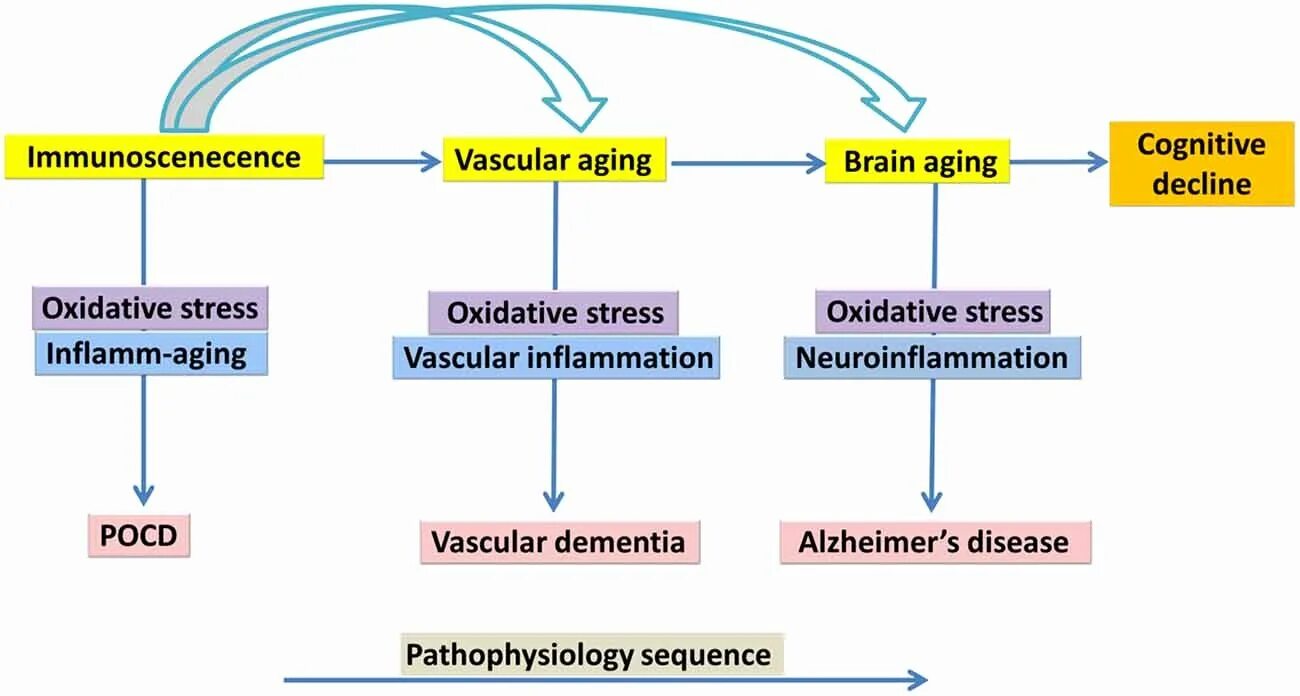 Cognitive decline. Inflammation in ageing. Aging Brain. Frontiers in Aging Neuroscience. Ageing pdf