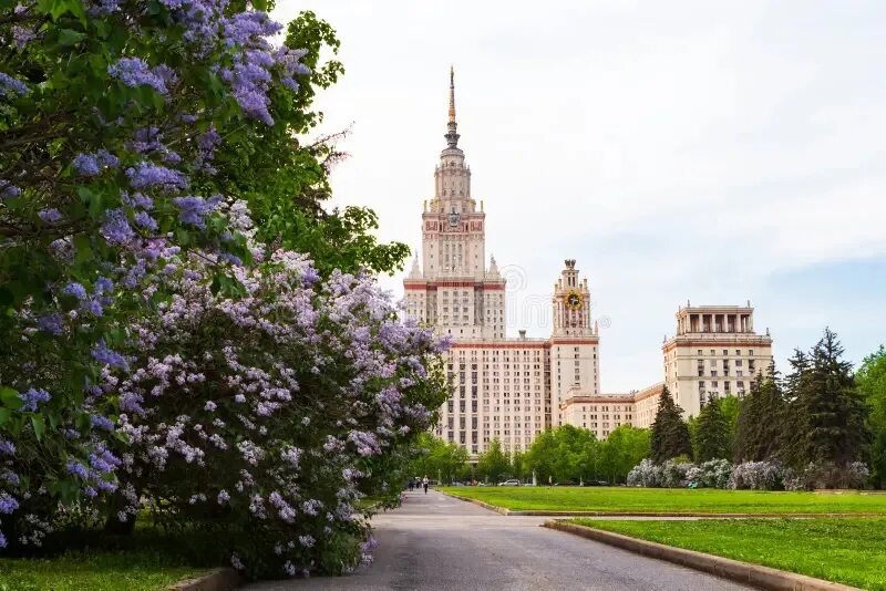 Мгу весной. Сирень Московский университет. Сад сирени в Москве МГУ. Александровский сад Москва сирень. Малый газон МГУ, Москва.