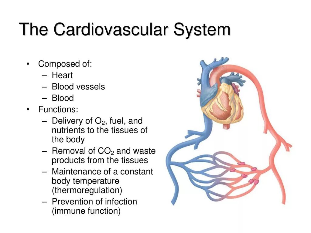 The cardiovascular System function. Cardiovascular System structure. Cardiovascular System components. Cardiovascular system