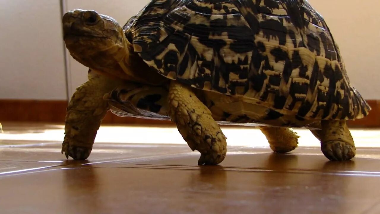Leopard tortoise. Geochelone pardalis. tortoise band.