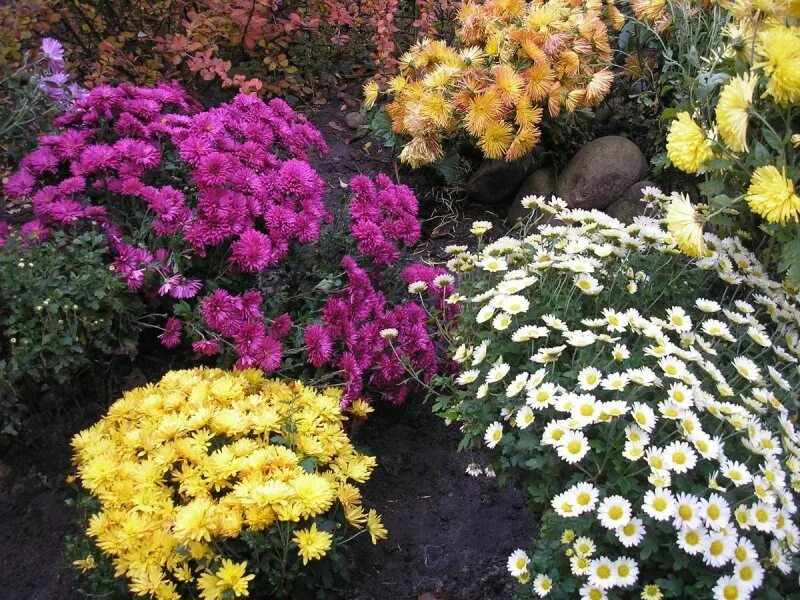 Free Images : nature, bloom, color, autumn, botany, yellow, flora, wildflower, c