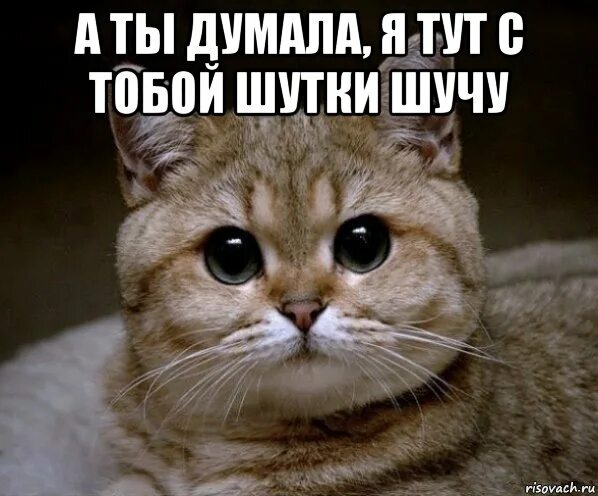 Шутки шутить. Шутки не шутим. ты думал я с тобой шутки шучу кот. а ты думал я шутки шучу андрей.