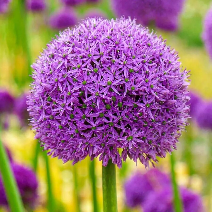 Аллиум Gladiator. Red giant аллиум. Аллиум Аквамарин. Аллиум Гладиатор (Allium Gladiator).