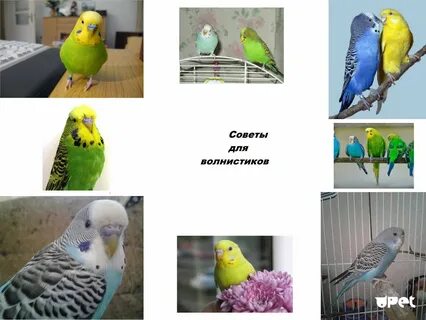 Волнистый попугай как определить самец или самка