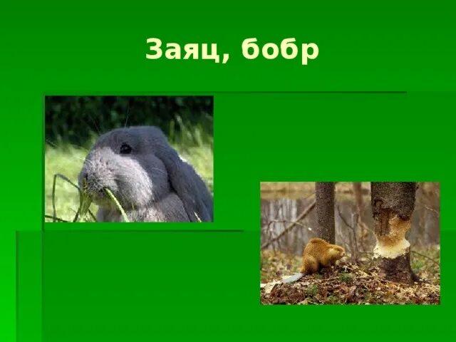 Заяц с бобром. Заяц бобр. Заяц-беляк, лесная куница. Белка и бобер. Заяц бобр.