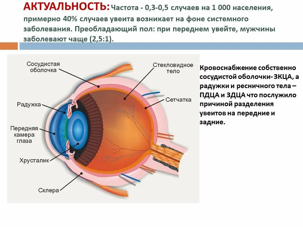 Строение глаза сбоку. Строение глазного яблока анатомия. Строение глазного яблока части глазного яблока. Внешнее строение глазного яблока.