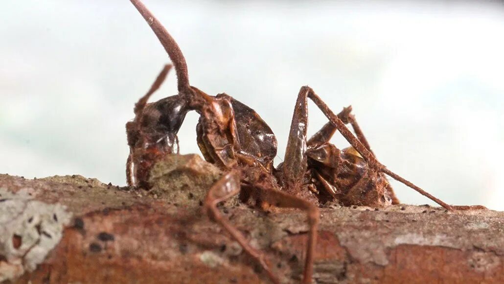 Муравьев заболела. Кордицепс муравей зомби. Ophiocordyceps unilateralis.