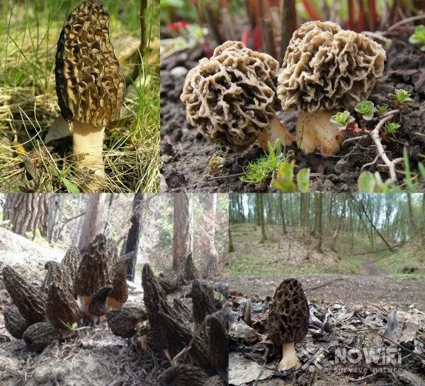 В каком месяце растут сморчки. Сморчок полусвободный. Сморчки грибы ареал. Сморчки ареал произрастания. Сморчки в Сосновом лесу.