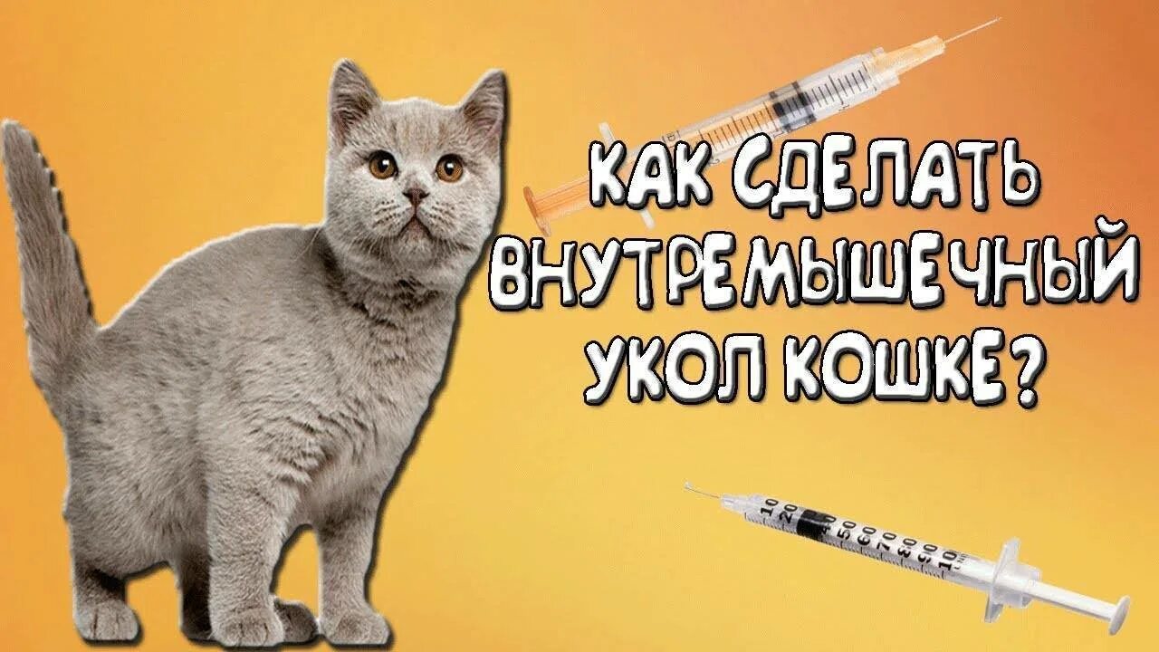 Укол коту. Уколы котам. Укол кошке внутримышечно. Внутримышечный укол коту.