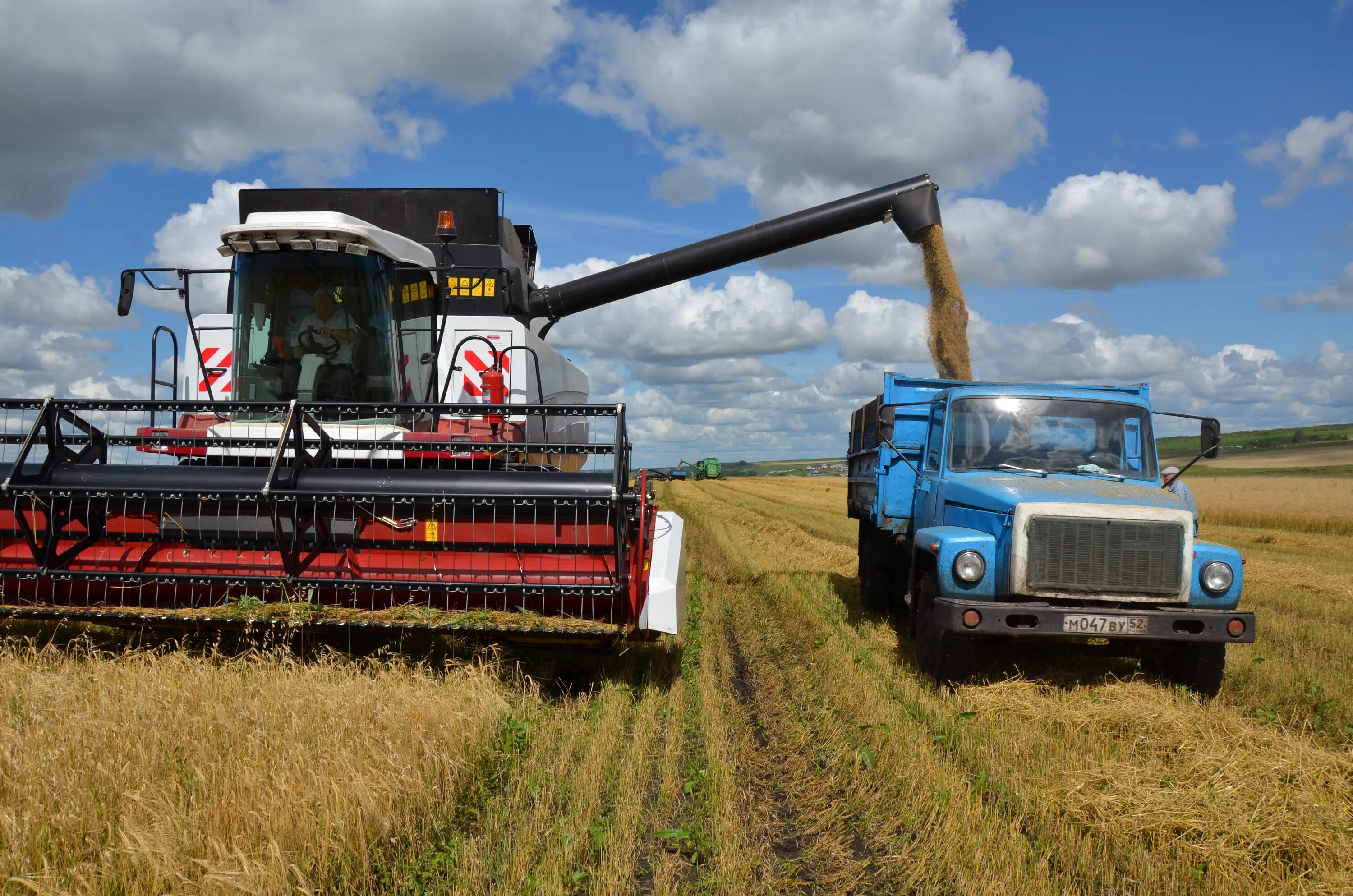 алтайский край поля пшеницы. ооо племзавод им ленина нижегородская область зооветспециалисты. нижегородская область колхозы. нижегородская область колхозы. апк сельское хозяйство нижегородской.