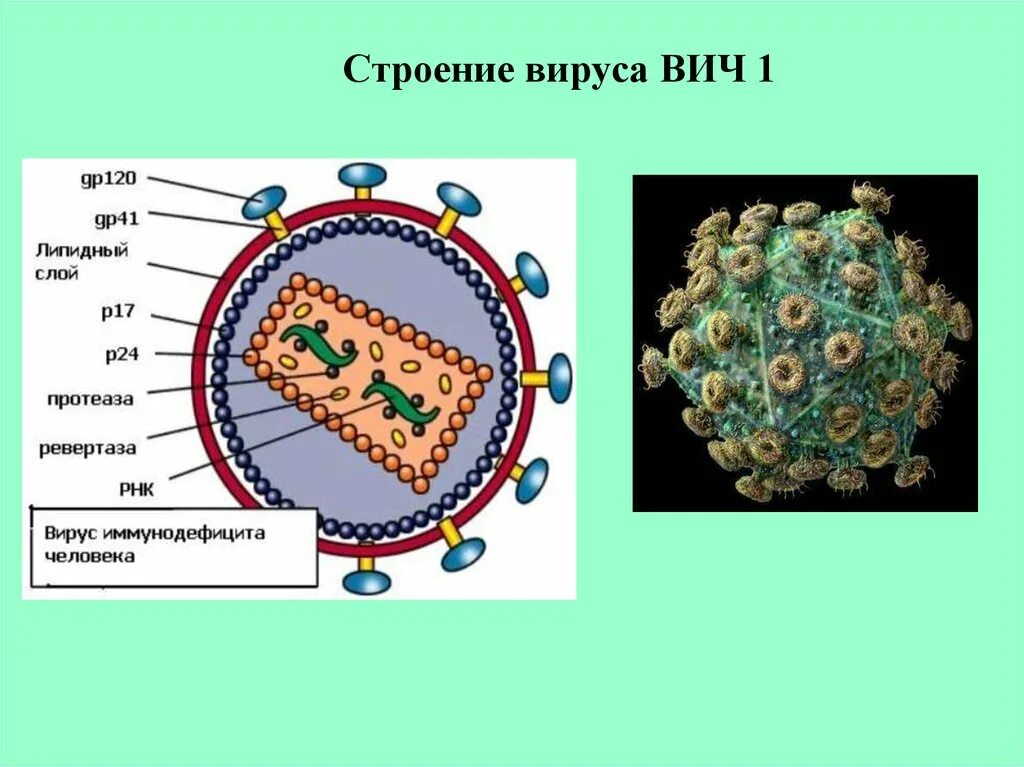 Строение вириона ВИЧ. Структура вируса иммунодефицита человека ВИЧ 1 ВИЧ 2. Строение вириона ВИЧ 1. Структура вириона вируса СПИДА. 3 строение вируса