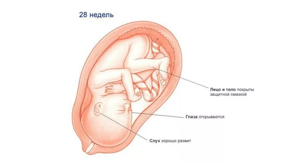 Формирование плода на 28 неделе беременности. Расположение плода в матке на 28 неделе. Расположение плода на 27-28 неделе беременности. Расположение малыша на 28 неделе беременности.