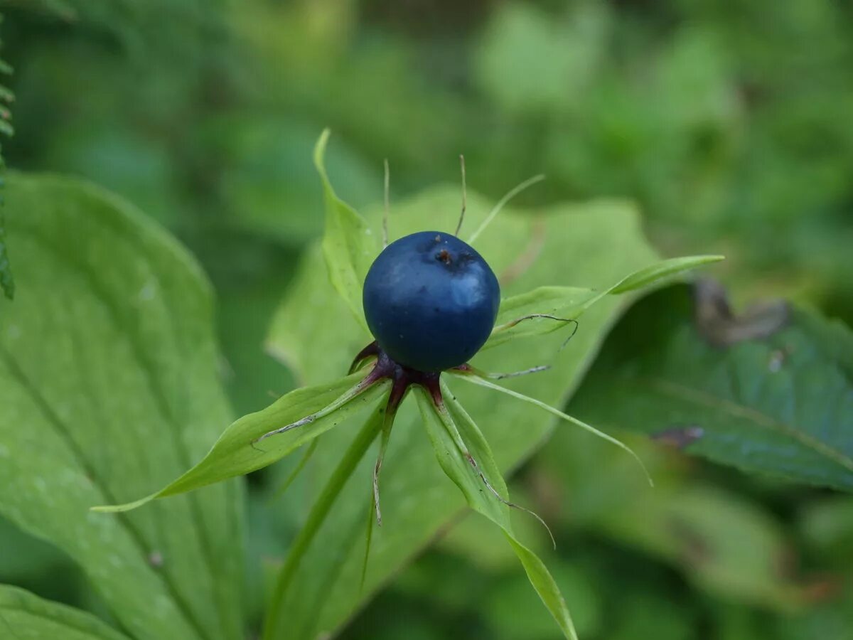 Черничный лес. Черника куст. Синие ягоды в лесу. Черника обыкновенная куст. Черника кавказская куст.
