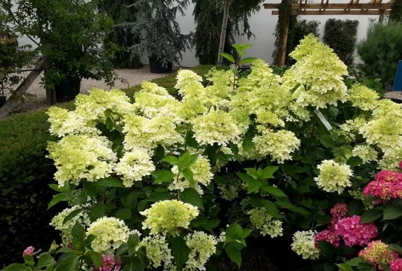 Лайм лайт осенью. Лайм лайт осенью
