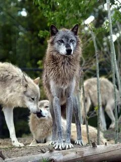 River wolves