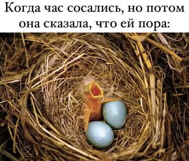 2 птенца в гнезде