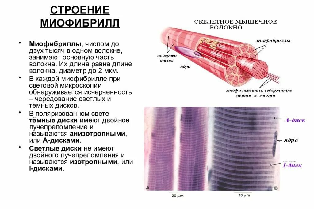 Какова особенность волокон поперечнополосатой мышечной ткани. Строение мышечной ткани миофибриллы. Строение мышцы миофибриллы. Миофибриллы функции гистология. Строение мышечного волокна гистология.