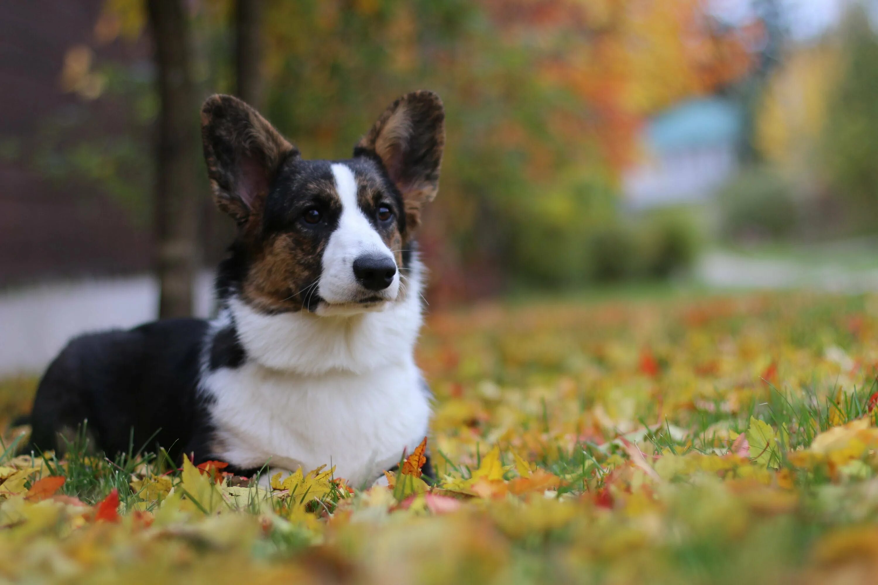 Cardigan Welsh corgi understands new commands after 5–15 repetitions and obeys f