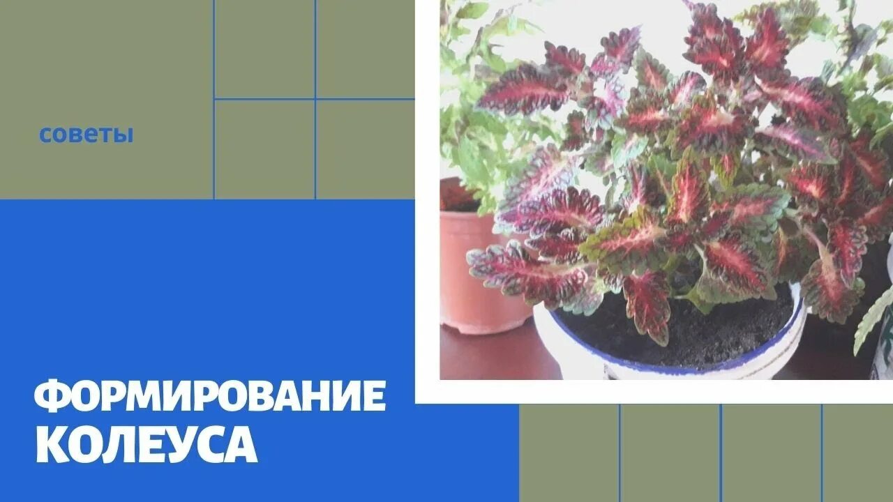 Колеус как сформировать. Прищипка колеуса. колеус прищипка рассады. формировка колеуса. формируем колеус.