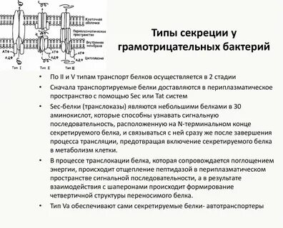 Система секреции