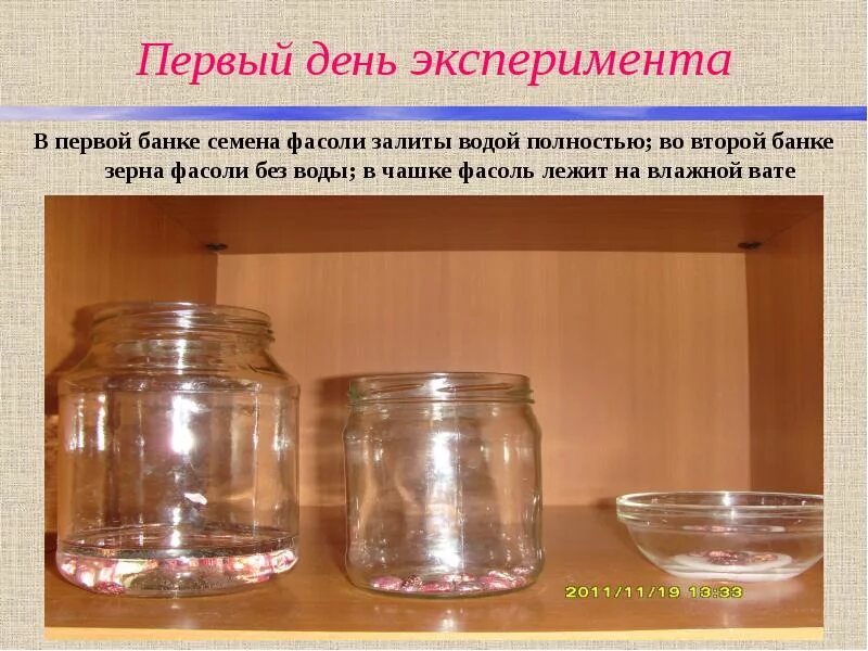 Экспериментатор поместил влажные семена фасоли. Опыт с двумя проросшими семенами в банке. семена фасоли в банке. эксперимент фасоль в банке. опыт с семенами фасоли.