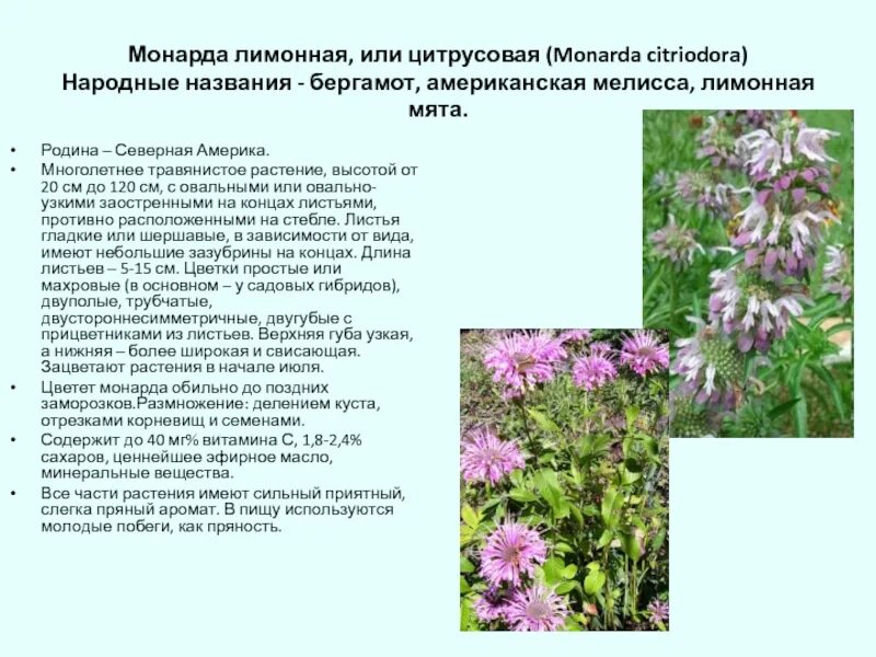 Монарда citriodora. Монарда бергамот лимонная мята. Monarda со2. Монарда размножение.