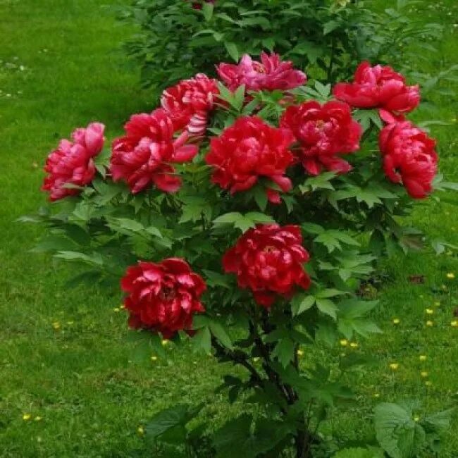 Пион древовидный Алые паруса. Пион древовидный "Алые паруса" (Paeonia suffruticosa 'Zhi Hong'). Пион древовидный Алые паруса/цкор.. Древовидный пион саженец. Саженцы пионов купить в спб