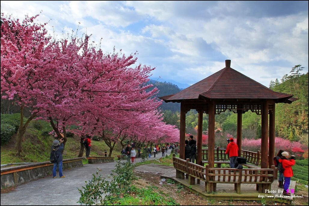 Сакура дерево символ Японии. Японский сад в Буэнос Айресе Сакура. Сакура национальный символ Японии. Япония весной.