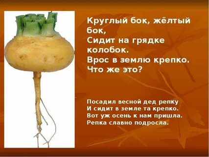 Круглый бок