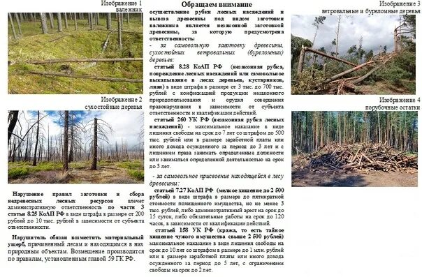 Какой валежник можно. Памятка для граждан по заготовке и сбору валежника. памятка о сборе валежника. заготовка валежника для собственных нужд. закон о заготовке валежника.