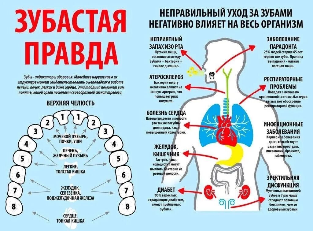 Влияние зубов на организм человека. Влияние больных зубов на организм. Зубы и на что влияют в организме. Правда воняет