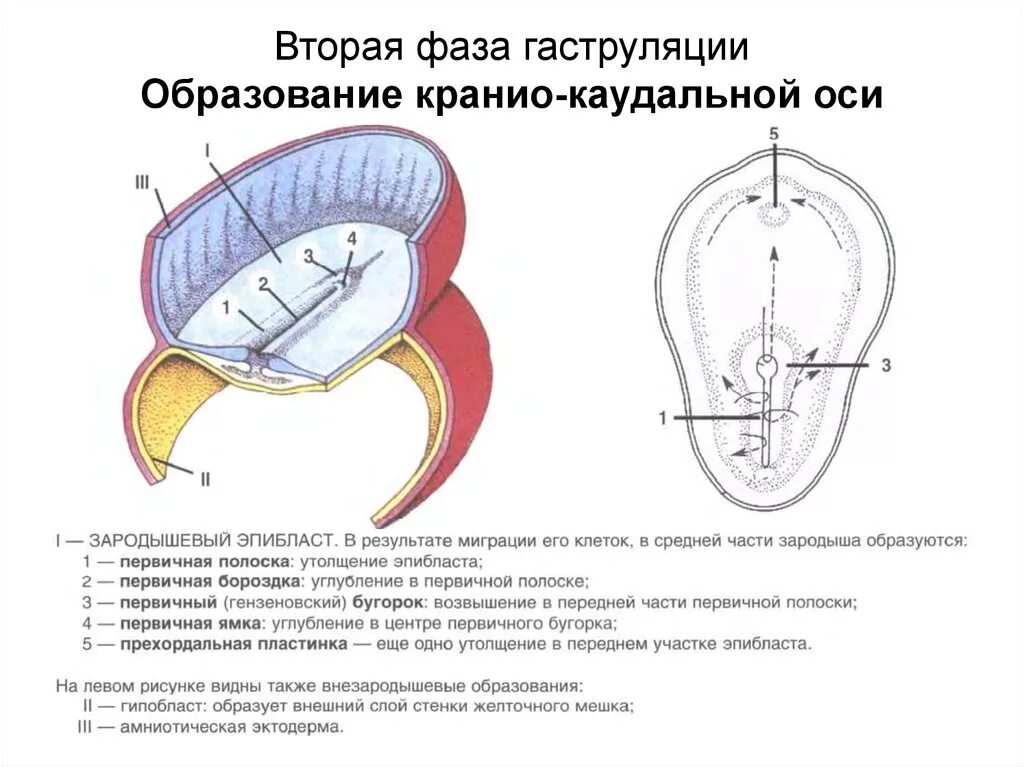 Вторая фаза гаструляции у человека. 2 Фаза гаструляции гистология. Зародыш человека вторая фаза гаструляции у зародыша. Вторая фаза гаструляции зародыша человека. Каудальное направление