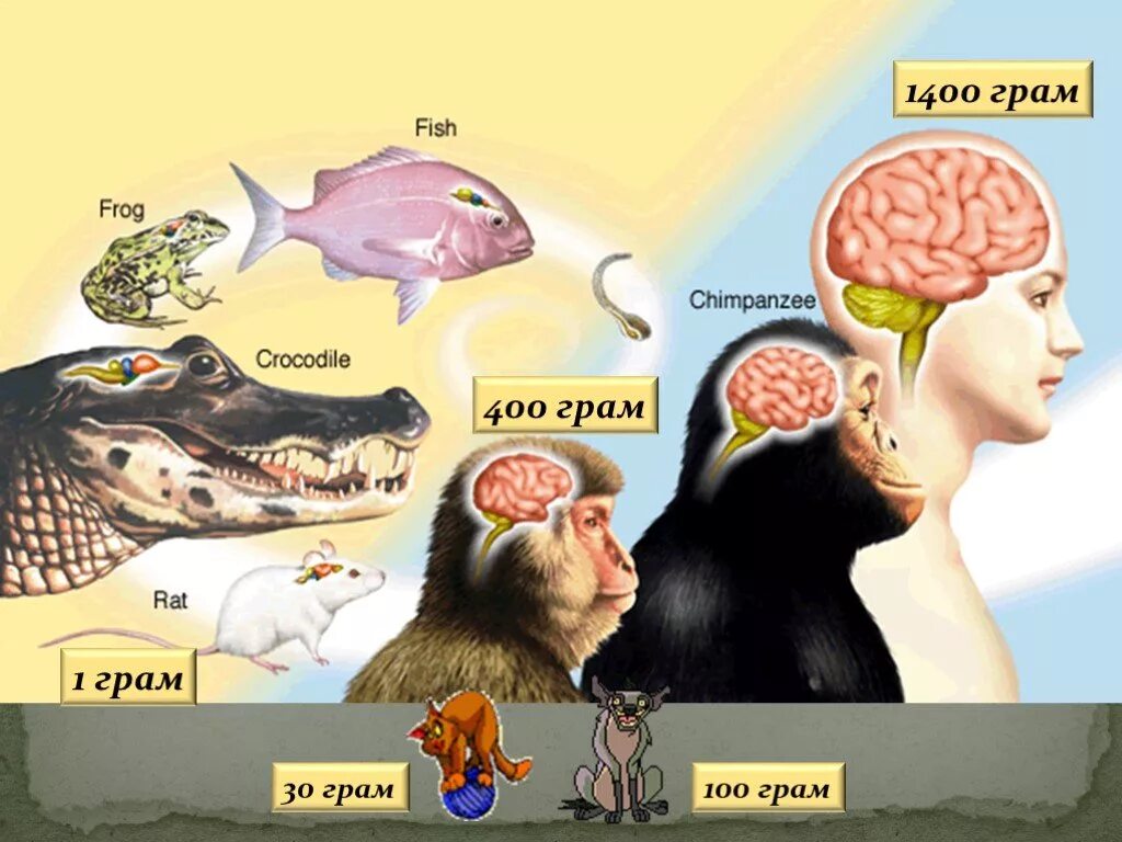 Объем головного мозга наибольшее. Мозг человека и животных. Размер мозга животных и человека. Мозги человека и животных. Сравнение мозга человека и животных.