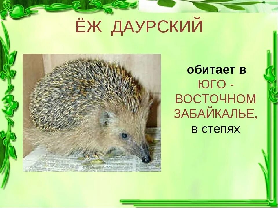 Почему еж занесен в красную книгу