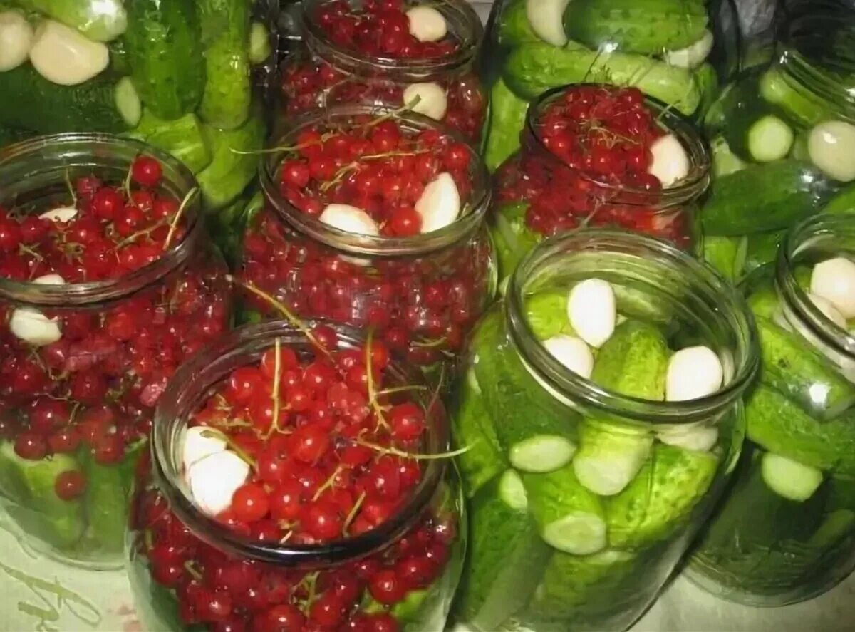 Огурцы на зиму рецепты с смородиной. Огурцы с красной смородиной на зиму. Огурцы в банке с красной смородиной. Огурцы в банках с красной смородиной. Огурцы на зиму рецепты с смородиной.