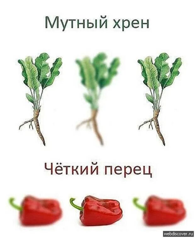 Хрен ничего. Хрен демотиватор. четкий перец мутный хрен. хрен карикатура. хрен юмор.