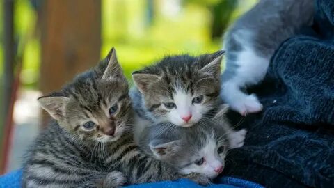2 кота 5
