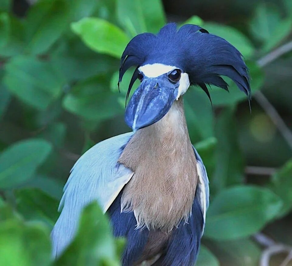 Аистообразная птица из бразилии. Экзотические птицы. Странные птицы. Птица с голубым клювом.