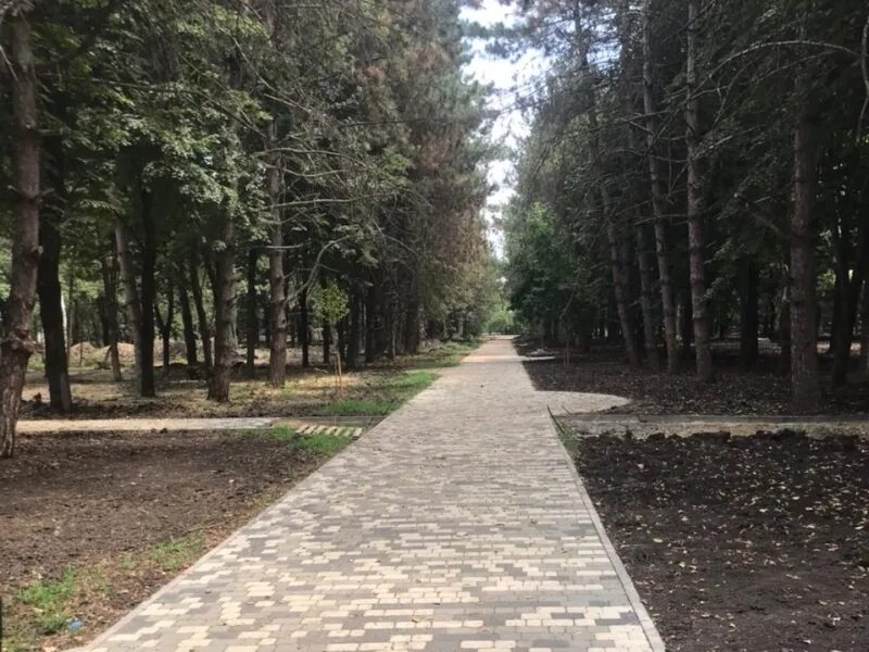Сквер сосновый краснодар. Сквер сосновый краснодар. Парк прогресс краснодар сосновый сад. Парк сосновый краснодар березовый. Сквер сосновый краснодар.