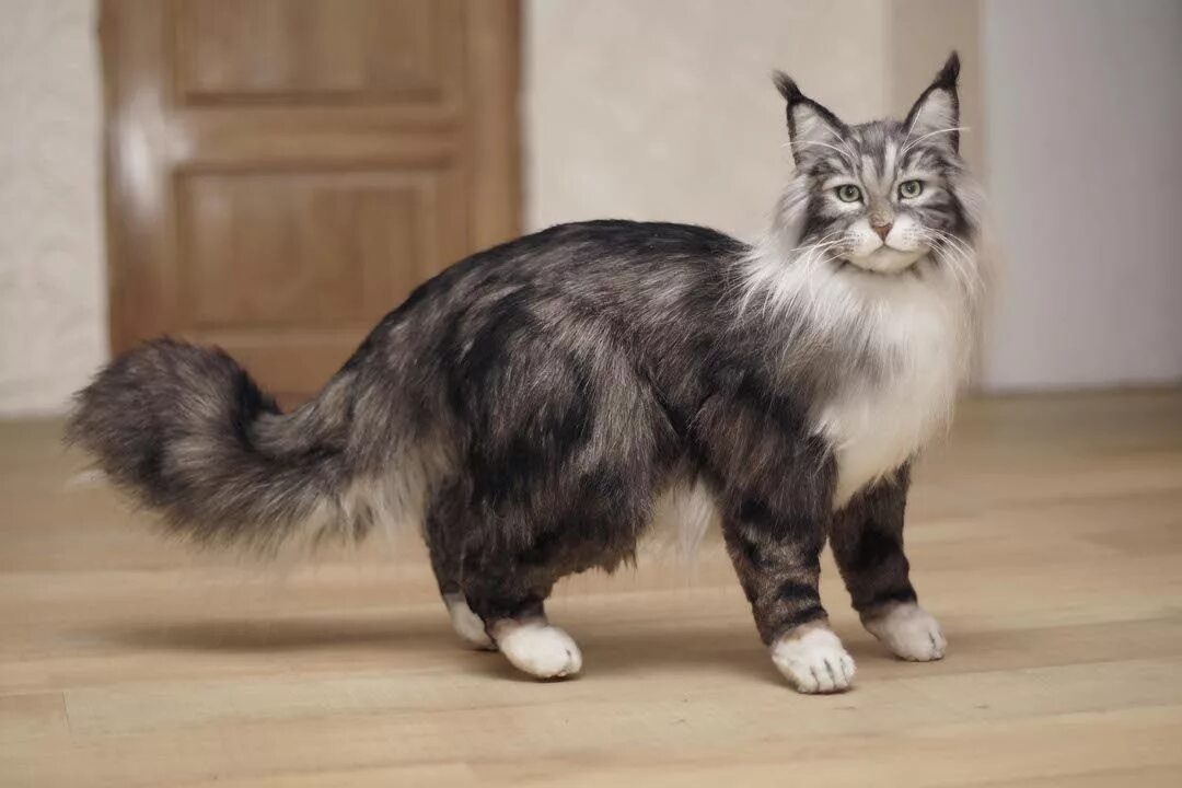 Русская голубая котята - Породы кошек с фотографиями - Котостудия