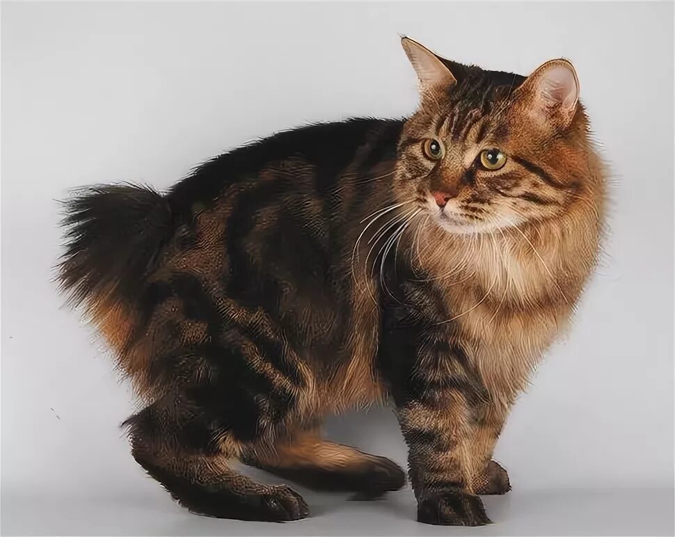 Kurilian-Bobtail Rare cats, Rare cat breeds, Bobtail cat