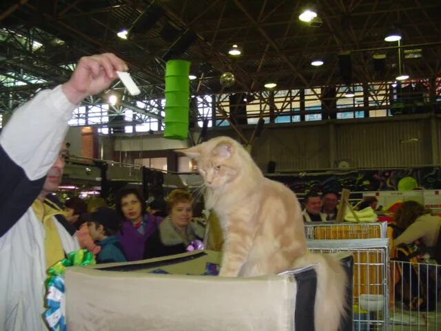 Выставка кошек комсомол. Выставка кошек. Выставка кошек в сокольниках. Выставка кошек комсомол. Выставка кошек комсомол.