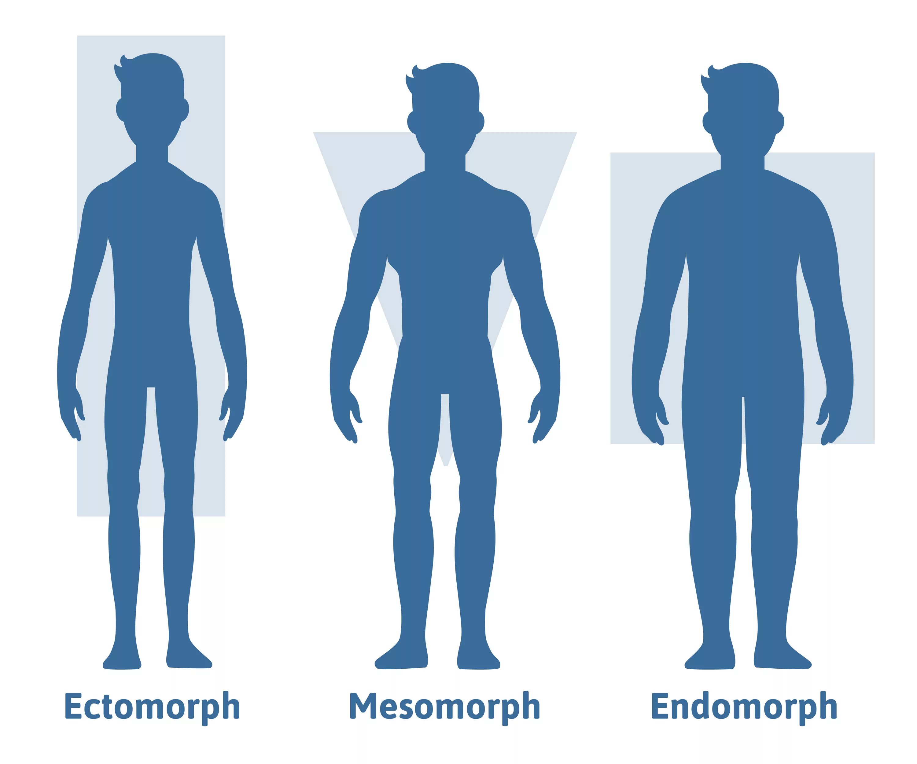 Телосложение человека. Виды тела. Типы людей по телосложению. Эндоморфное Телосложение мужчины. Человек это среднее из 5 людей