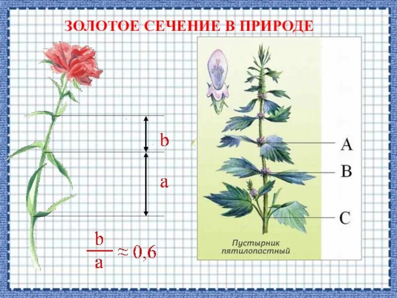 Золотое сечение лист. Золотое сечение в природе. золотое сечение в растениях. золотое сечение в природе растения. пропорции в природе.